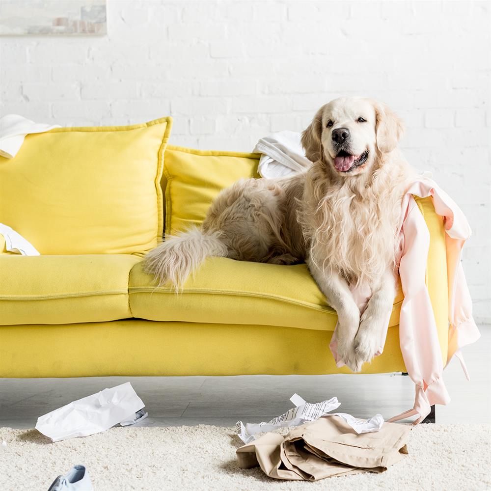 How to remove pet odor and stains ELEVATE Marketplace